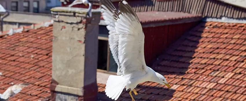 Residential Chimney Animal Removal Solution in Hanahan, SC