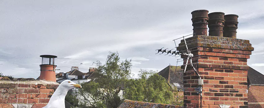 Chimney Cleaning And Restoration in Hanahan, South Carolina